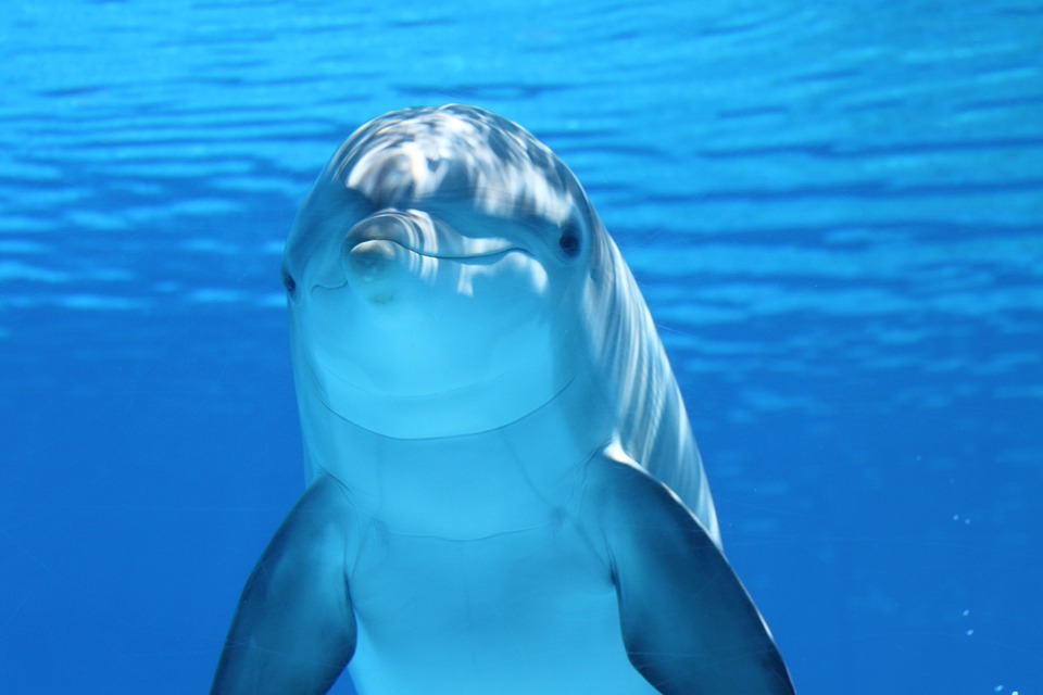 Delfinarios de Cancún van contra ley que prohíbe de espectáculos con mamíferos marinos
