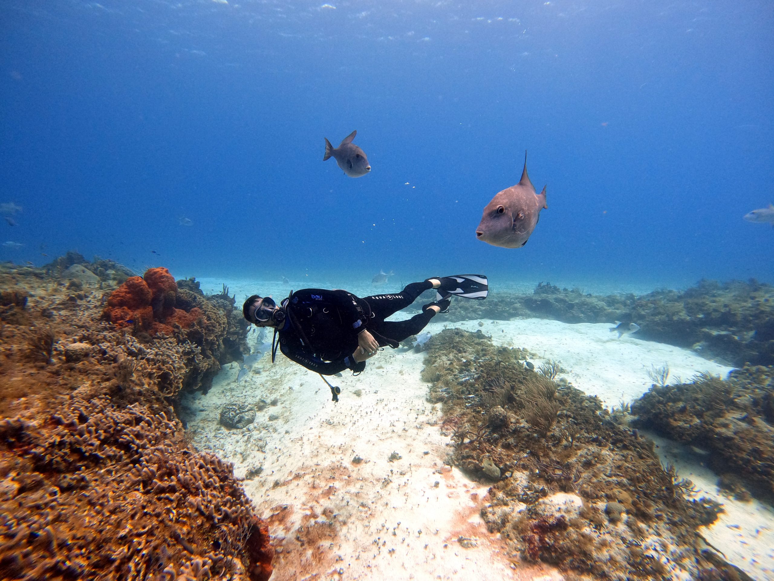 Cozumel y Mahahual acaparan turismo de cruceros
