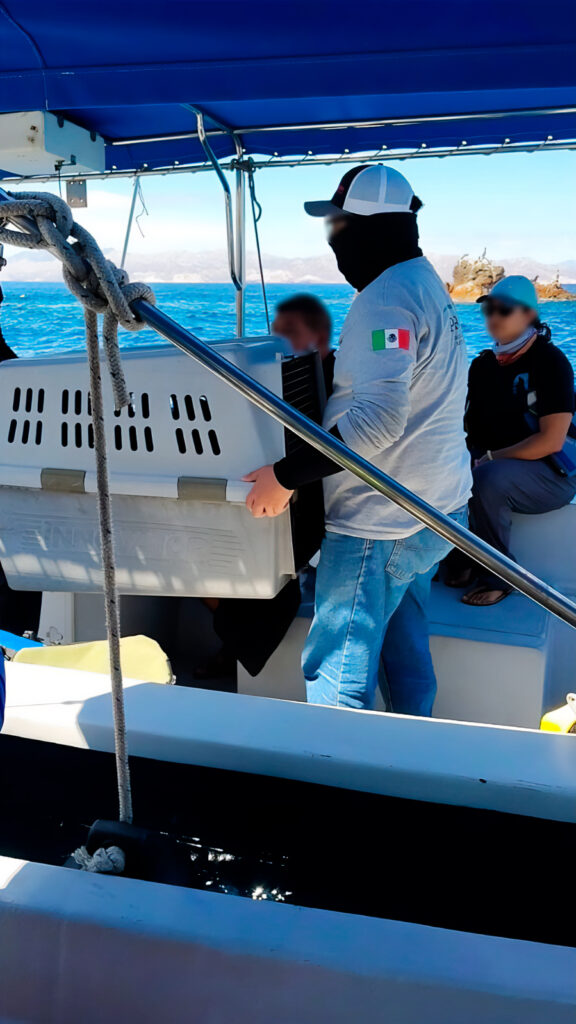 Golfo de California: Primer lobo fino con transmisor satelital