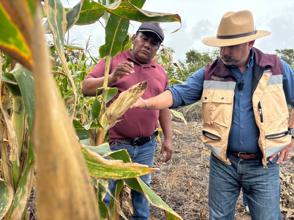 Productores de Quintana Roo se integran al programa nacional El Maíz es Raíz.