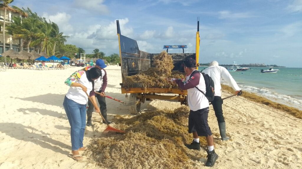 Personal operativo atiende recale atípico sargazo en playas del municipio tras la presencia de vientos de surada.
