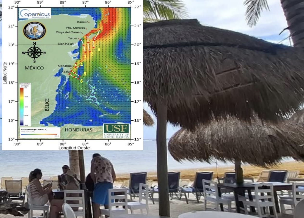37 mil toneladas de sargazo invaden el Mar Caribe
