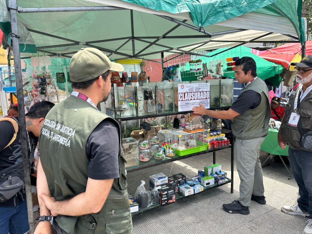 Especies silvestres y exóticas fueron aseguradas durante un operativo contra la venta ilegal de animales en un tianguis de Cancún.