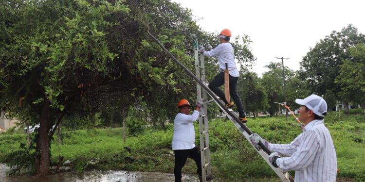 Personal municipal realiza las primeras acciones del programa de saneamiento del arbolado urbano para proteger los árboles en Felipe Carrillo Puerto.