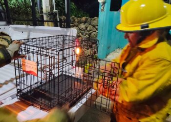 Elementos de Bomberos rescatan y resguardan al ejemplar de fauna silvestre antes de su entrega a las autoridades ambientales.